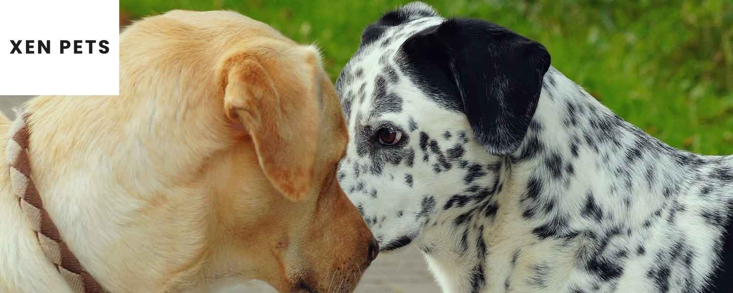 dogs suffering from anxiety interact with each other