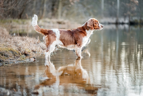 A great image of a Welshie standing in the water