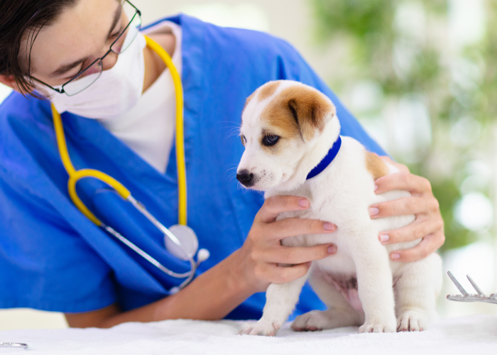 A veterinarian examining a puppy