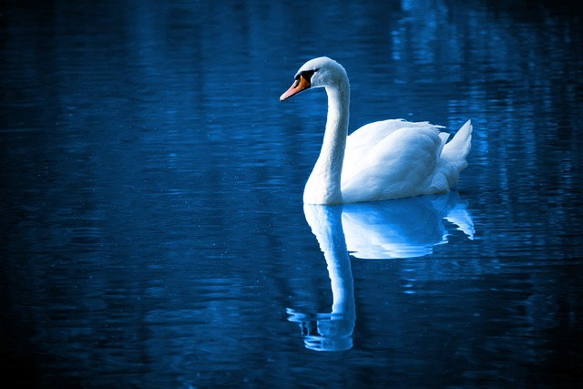 swan, lake, reflection