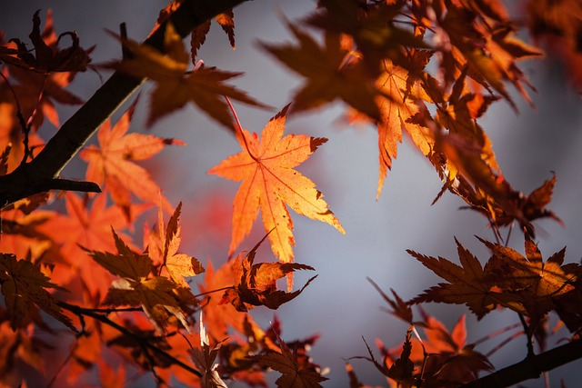 maple, leaves, fall