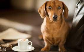 Caffeine Toxicity in Pets | VCA Animal Hospital