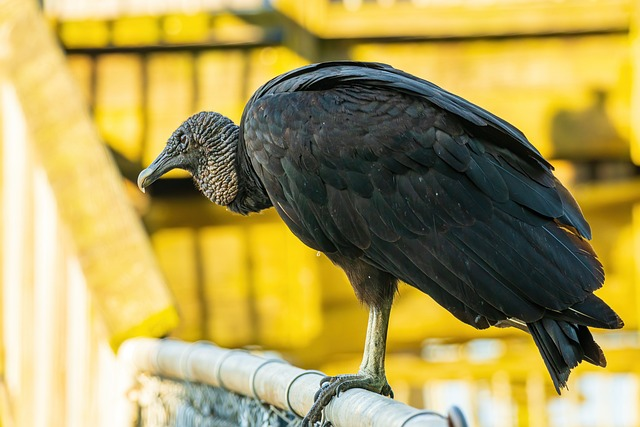 black vulture, black vulture closeup, vulture