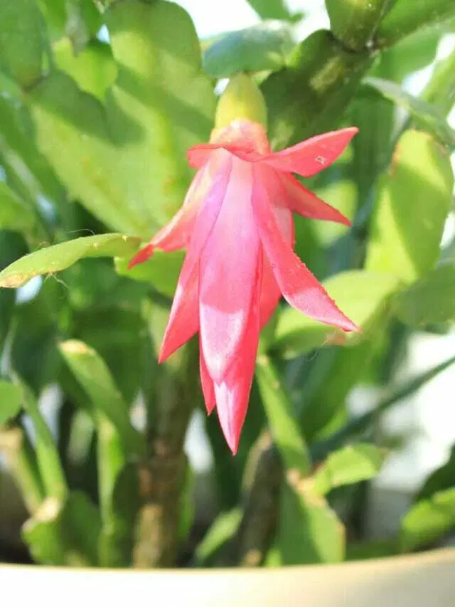 Christmas Cactus Problems and Solutions