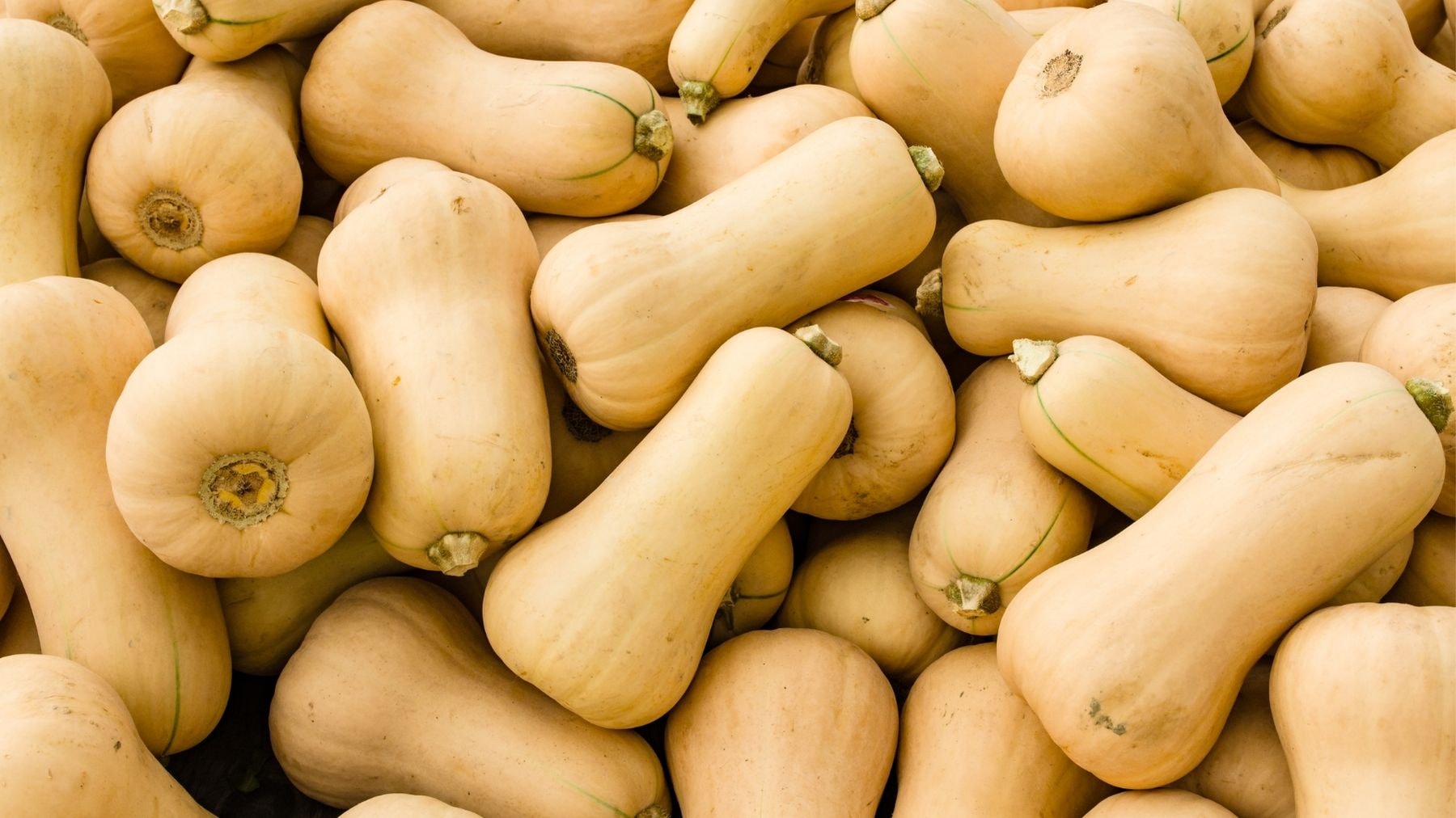 A pile of fresh and whole butternut squashes harvested