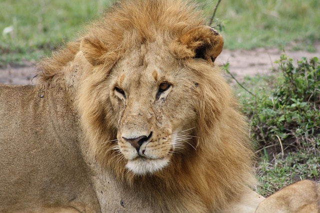 lion, africa, kenya, nature, masai mara, safari, brown lion