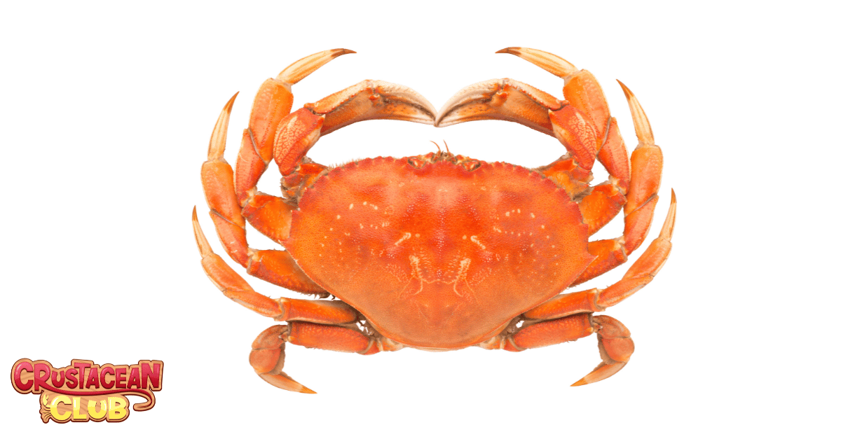 Dungeness crab 