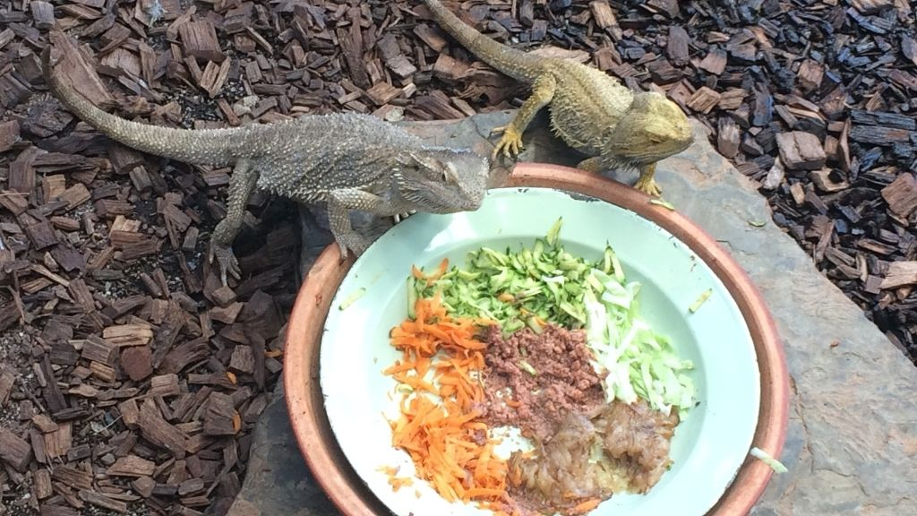 bearded dragons eat meat