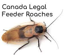 Discoid Roaches (Blaberus discoidalis) – Canada Ant Colony