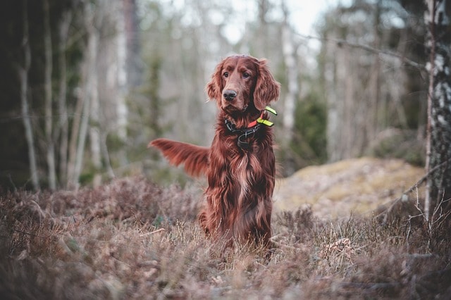 dog, pet, irish, setter, mischievous, forest, hunting, hunting dog, dog training, setter, setter, hunting, nature, hunting dog, hunting dog, hunting dog, dog training, dog training, dog training, animal, dog training, dog training