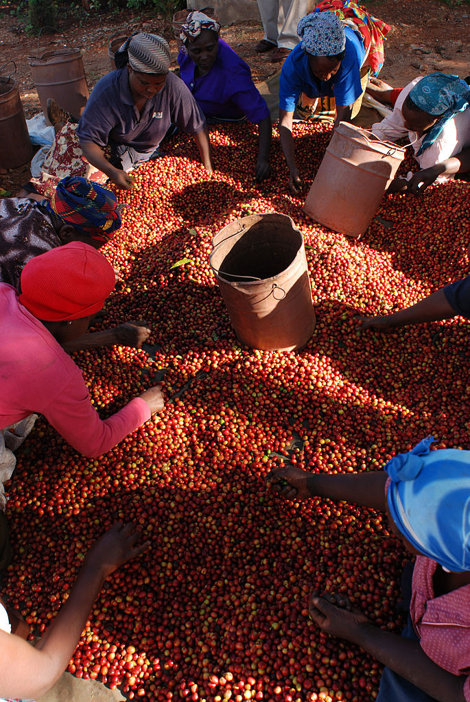 processing coffee cherries in kenya
