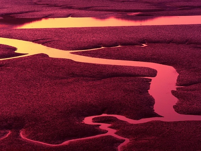 Blood flow, like rivers in nature, are the backbone of all life.