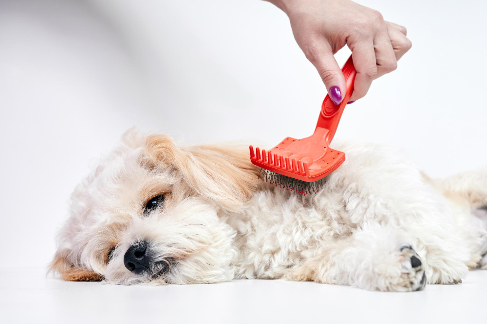 9 Best Slicker Brushes for Dogs in 2023