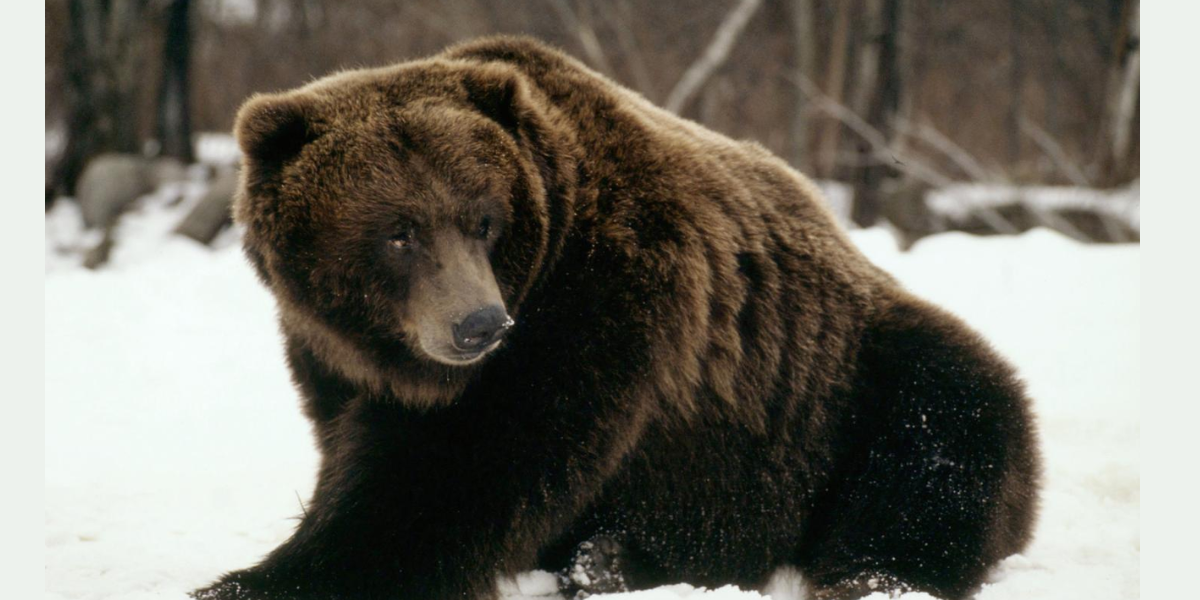 Grizzly Polar Bear