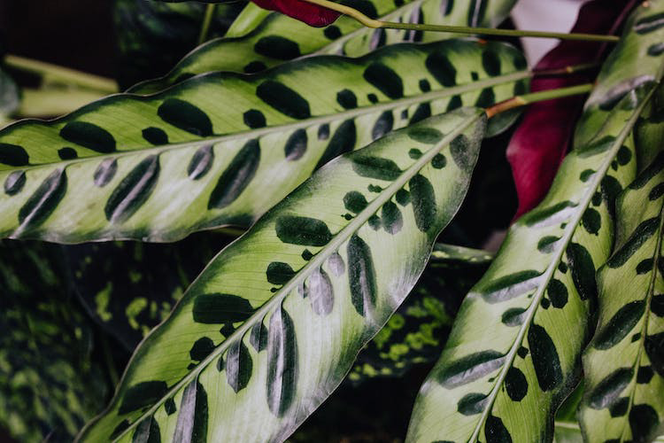 Calathea Lancifolia Rattlesnake