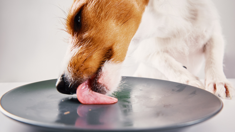 ab741e51 7fa1 4c3f 98ce 2a828fe88daf Investigating the Canine Quirk: Why Does My Dog Lick Everything?