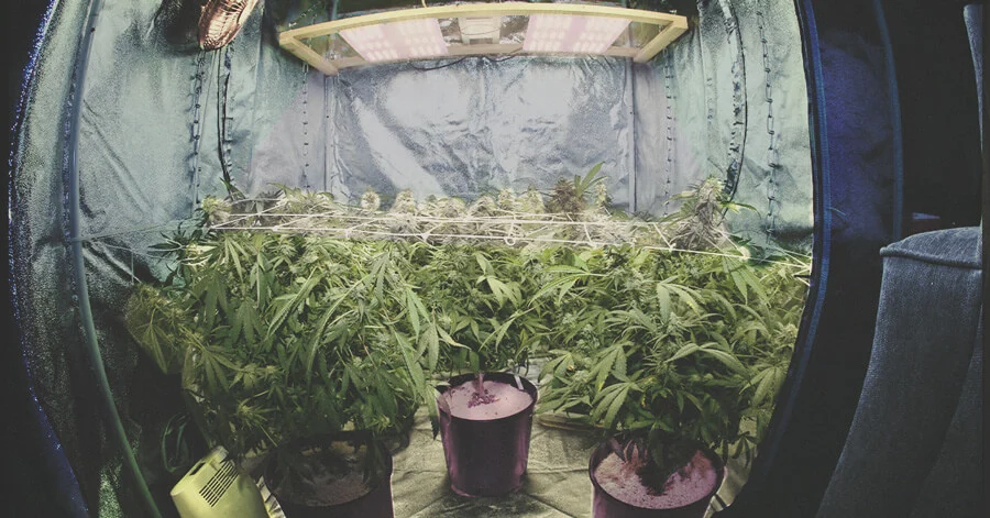 Growing Cannabis Indoors