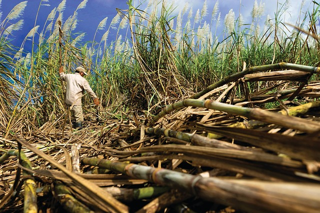 cane, sugar, field