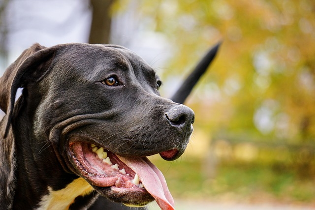 dog, pitbull, close-up