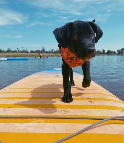 dog on a paddle board