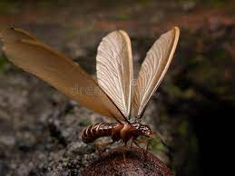 178 Flying Termites Stock Photos - Free & Royalty-Free Stock Photos from Dreamstime