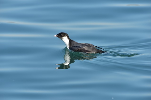 bird, waters, Birds that start with X