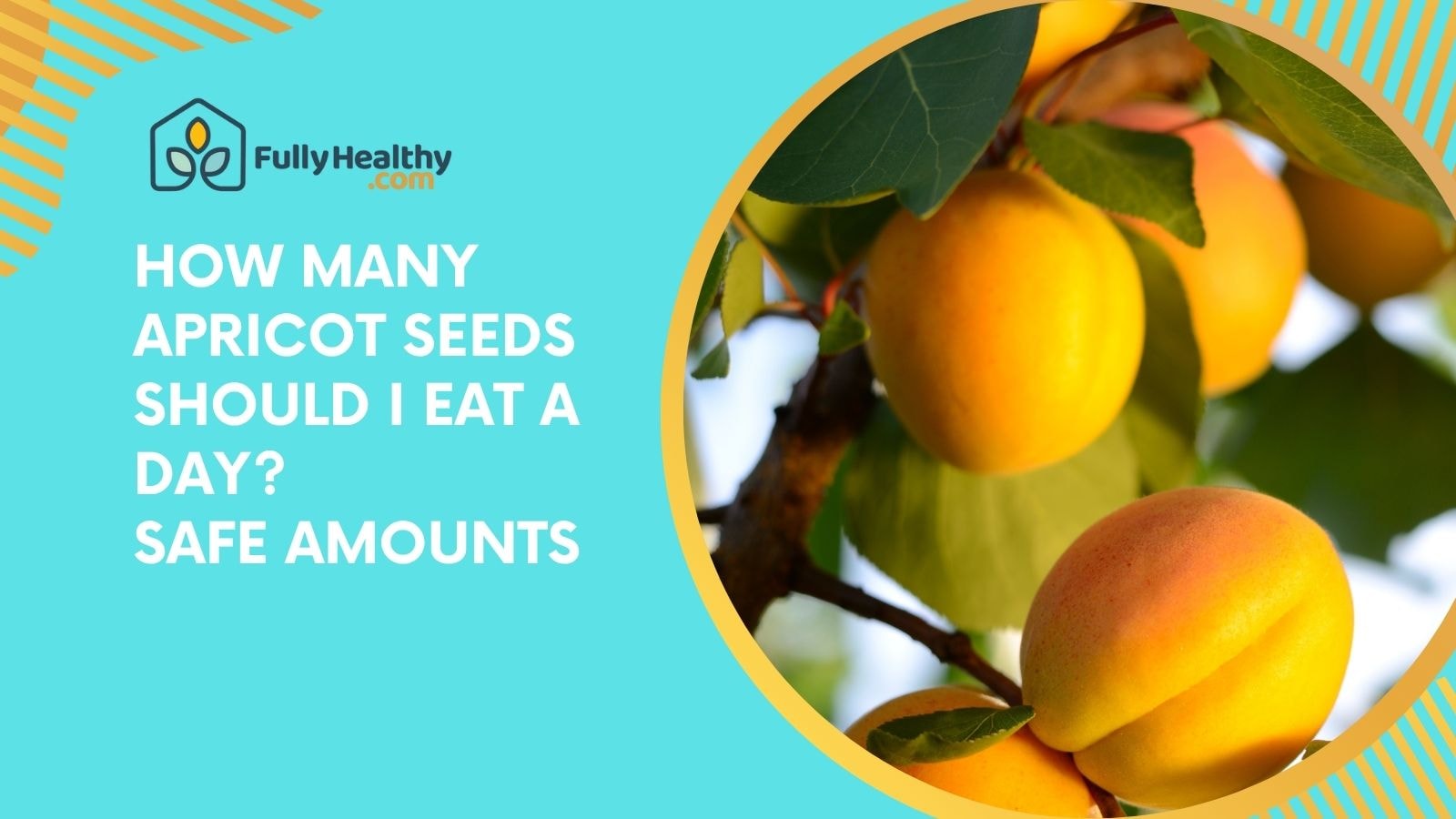 How many apricot seeds should I eat a day? Safe amounts