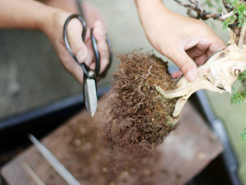 Root pruning serves to rejuvenate the tree by encouraging new root growth and also prevents the bonsai from becoming root-bound.