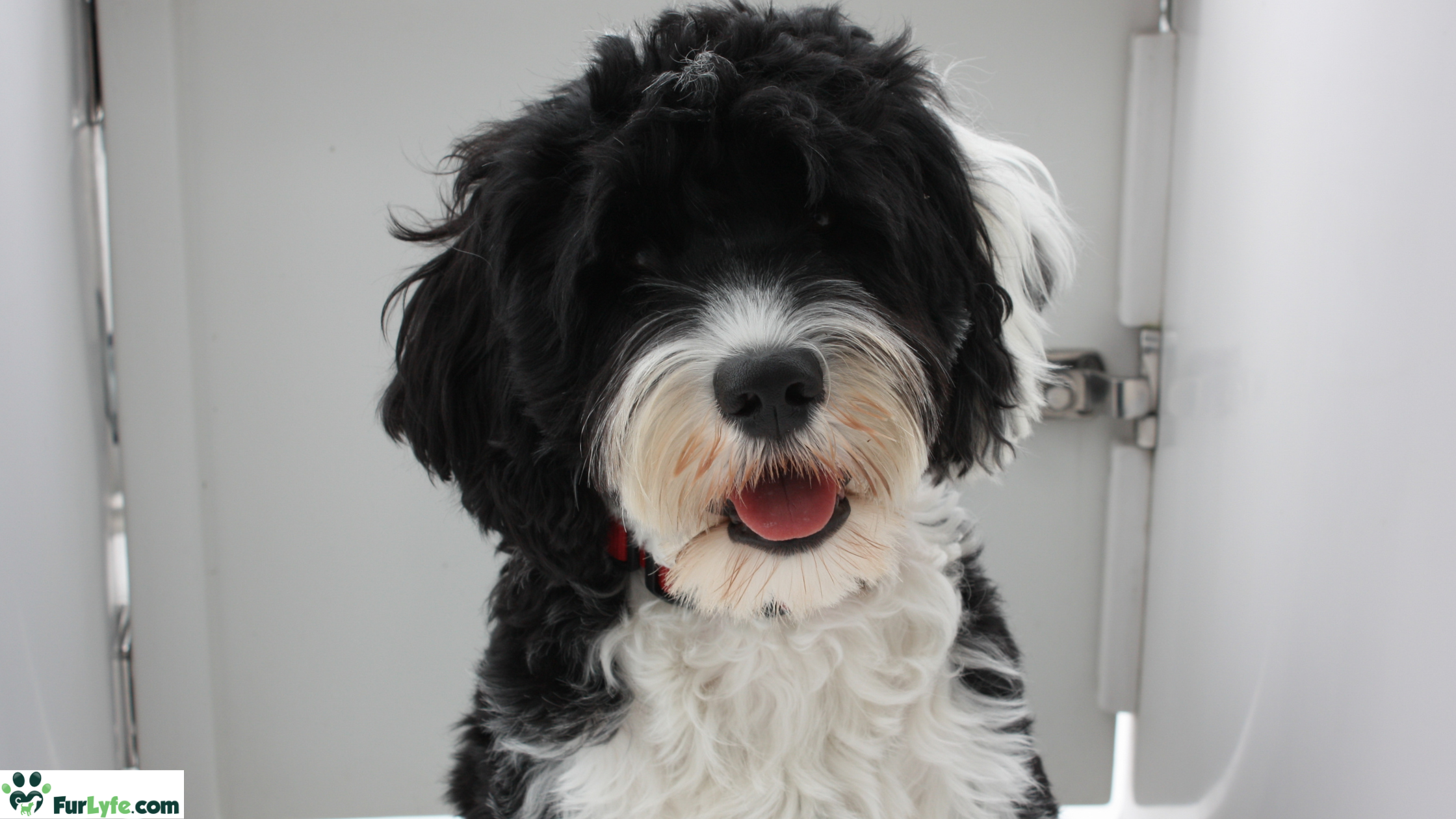 A well groomed Portuguese Water Dog 