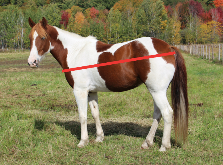 How to Fit a Horse Blanket Everday Equine
