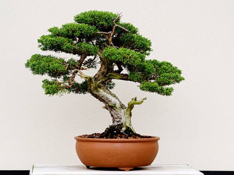 Junipers thrive when planted in a soil that drains effectively and contains coarse particles.