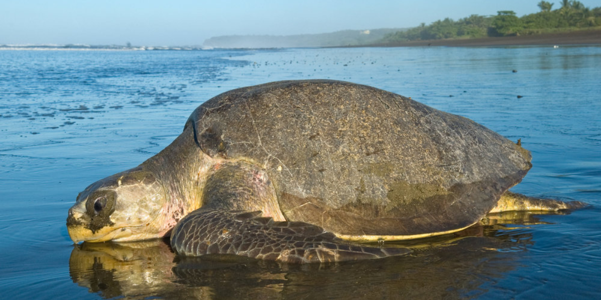 interesting animals in guatemala