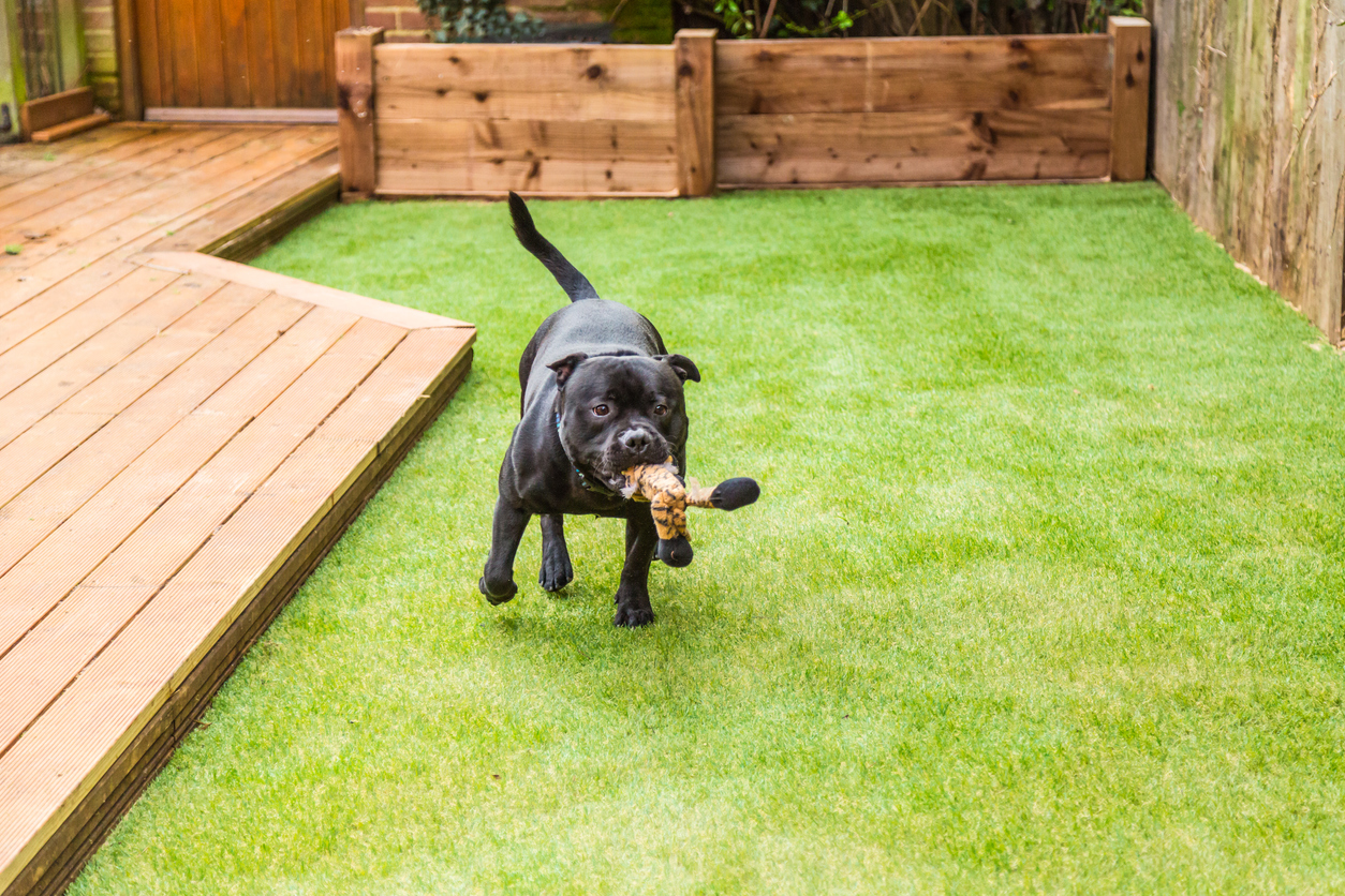 Dog running on artificial turf 