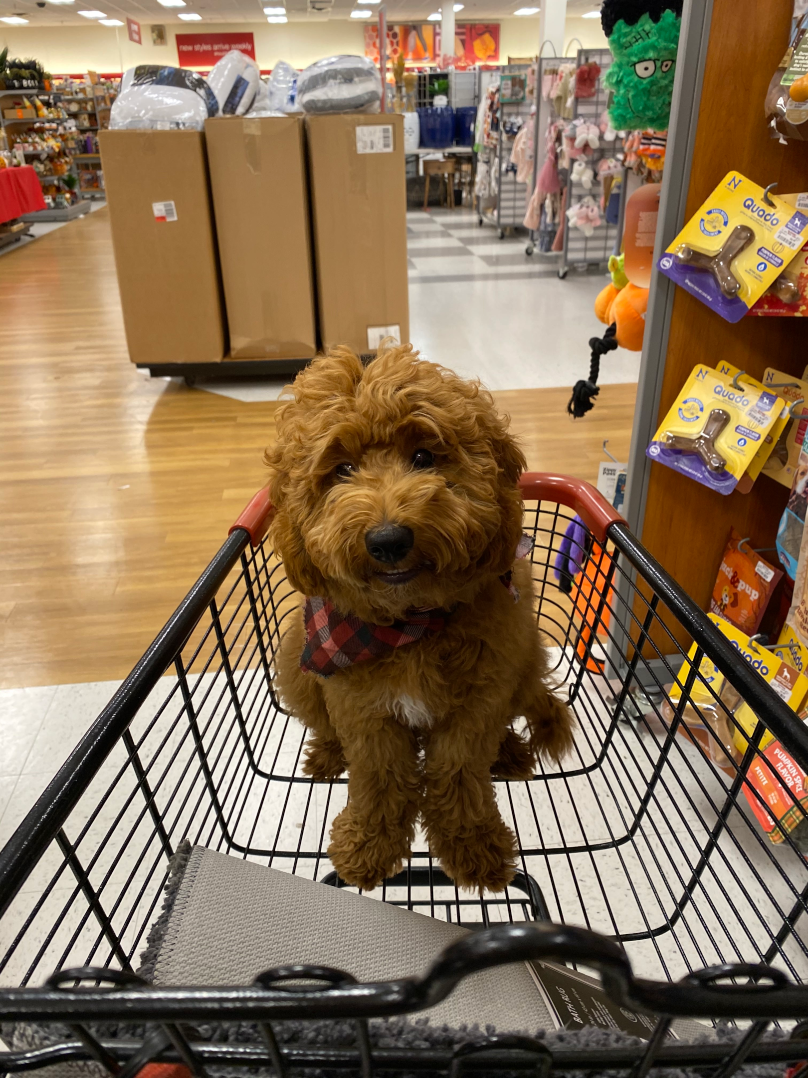 Image showing a dog sitting inside a shopping cart in the pet section at TJ Maxx. 