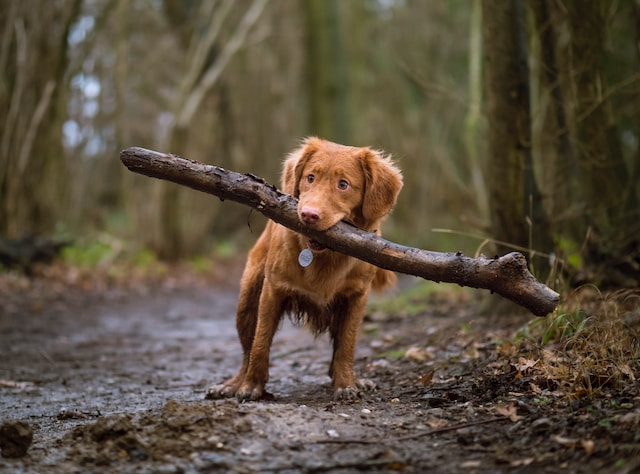 Dog Biting A Big Brown Stick