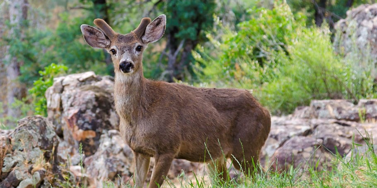 Interesting Animals In Yosemite - 7 Wildlife Wonders