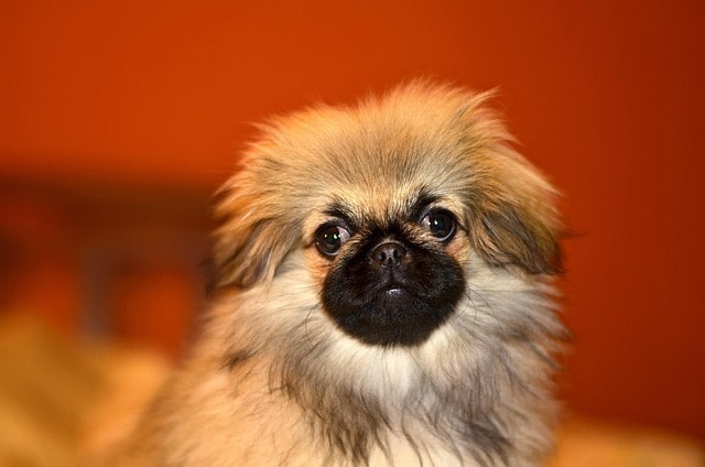 pekingese, puppy, dog, cute, charming, furry, eyes, animal, funny, portrait, animals, pekingese, pekingese, nature, pekingese, pet, pekingese, pekingese