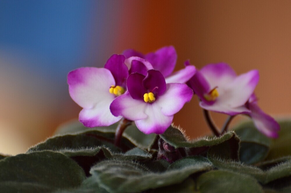 Best Flowering Houseplants, African Violet 