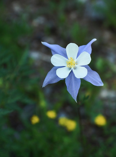 columbine, blue, bloom