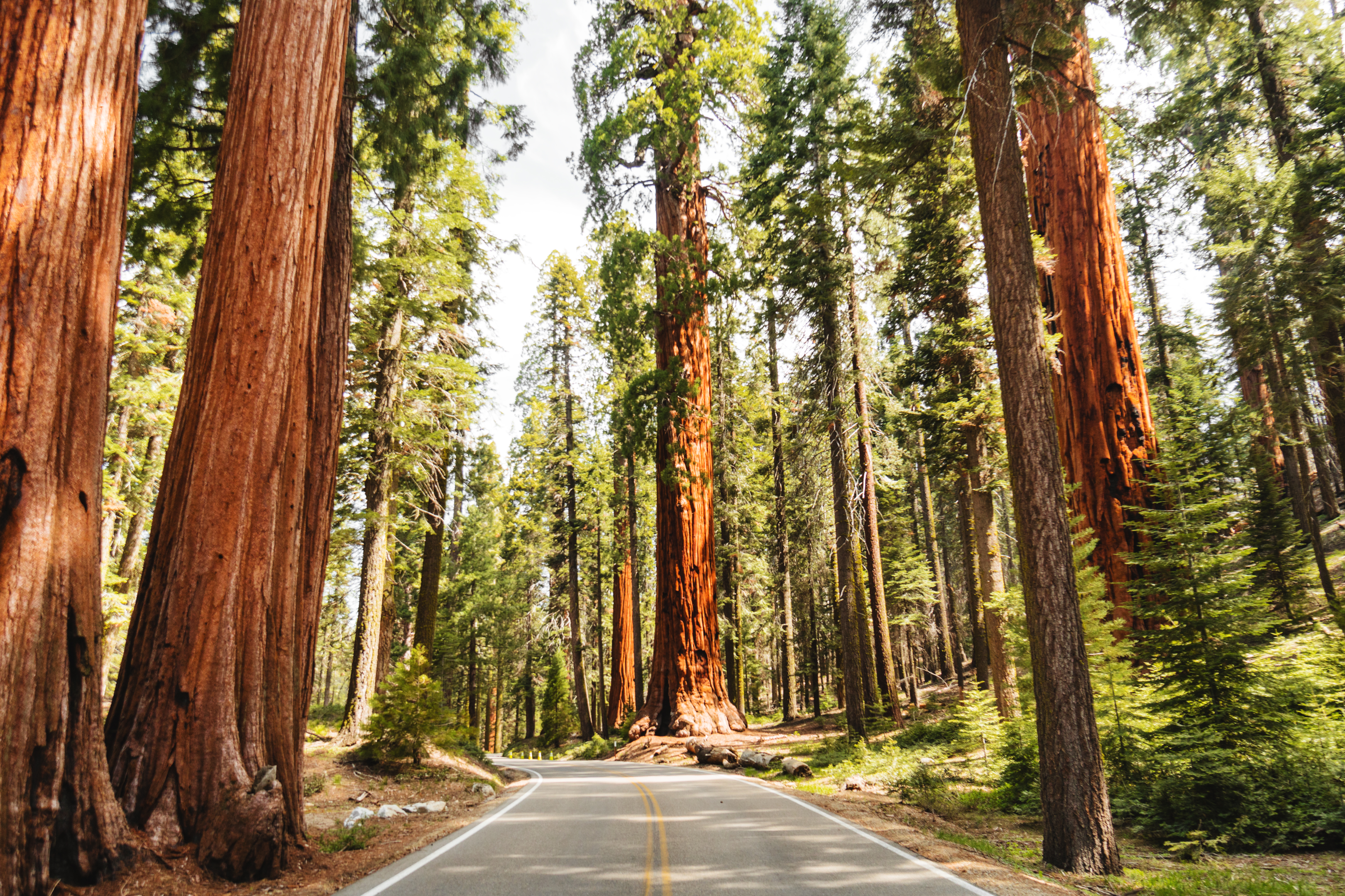 Giant sequoia trees 