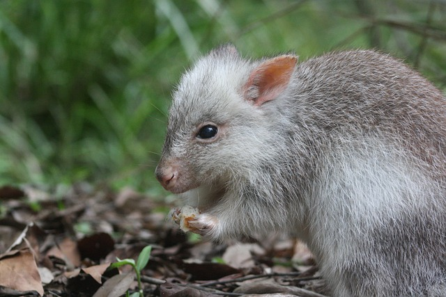 rufous bettong, rufous rat-kangaroo, marsupial
