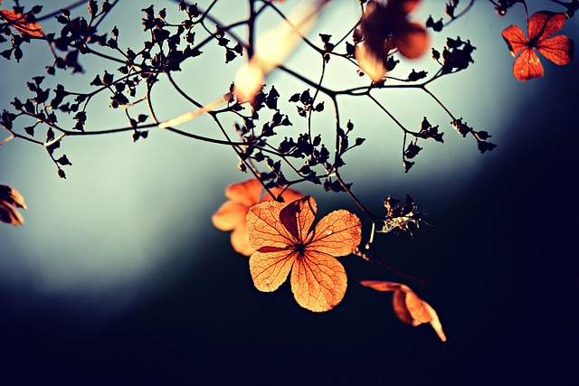 flowers, twigs, dry