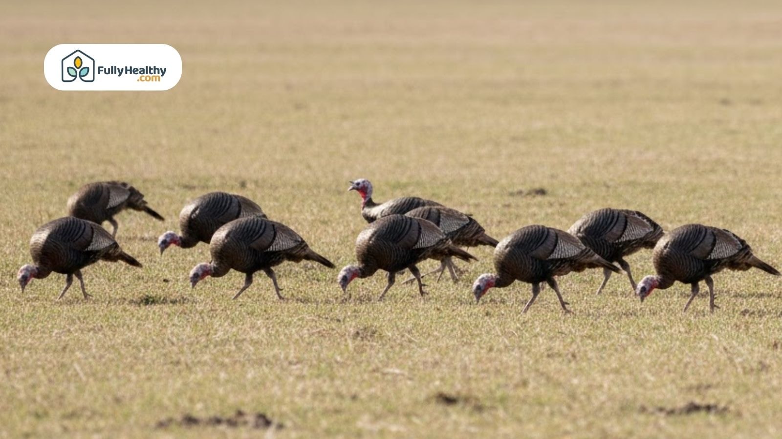 A group of turkeys feeding together in an open field.
