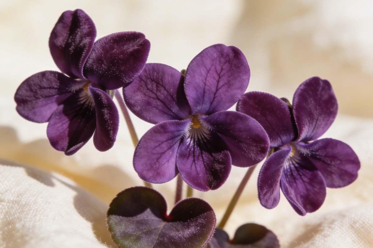 Close-up of deep purple violet flowers with heart-shaped leaves — February birth flower