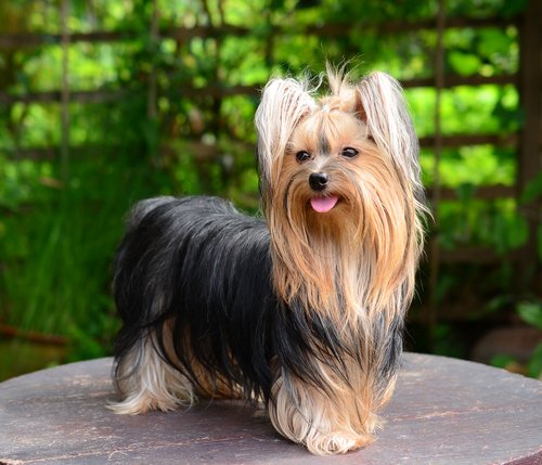 A long haired yorkie standing outside