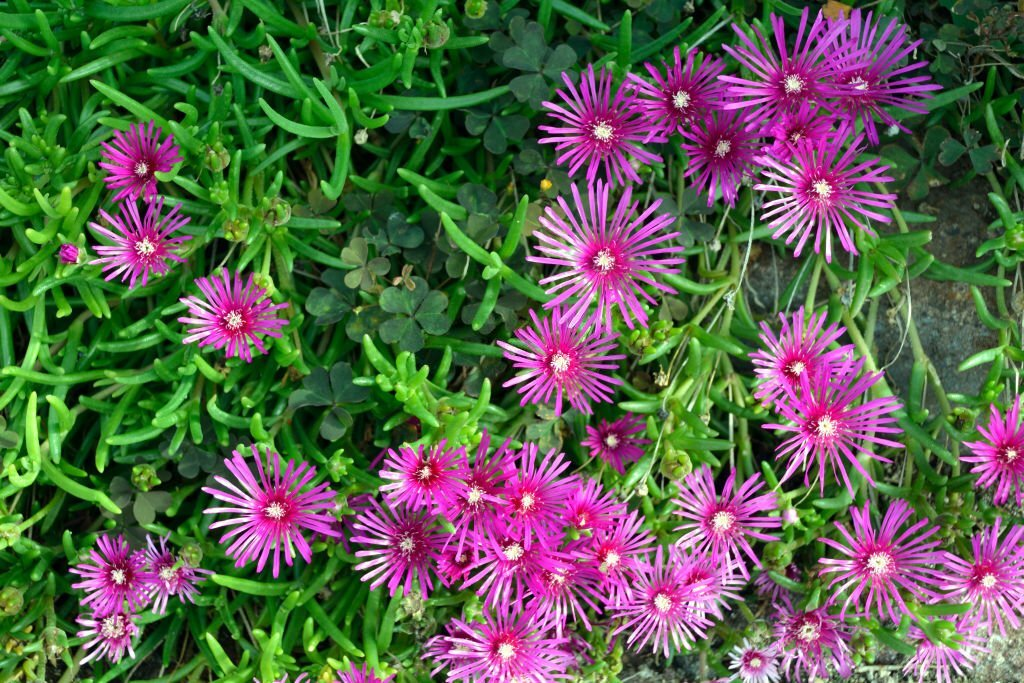 Delosperma Nubigenum Type