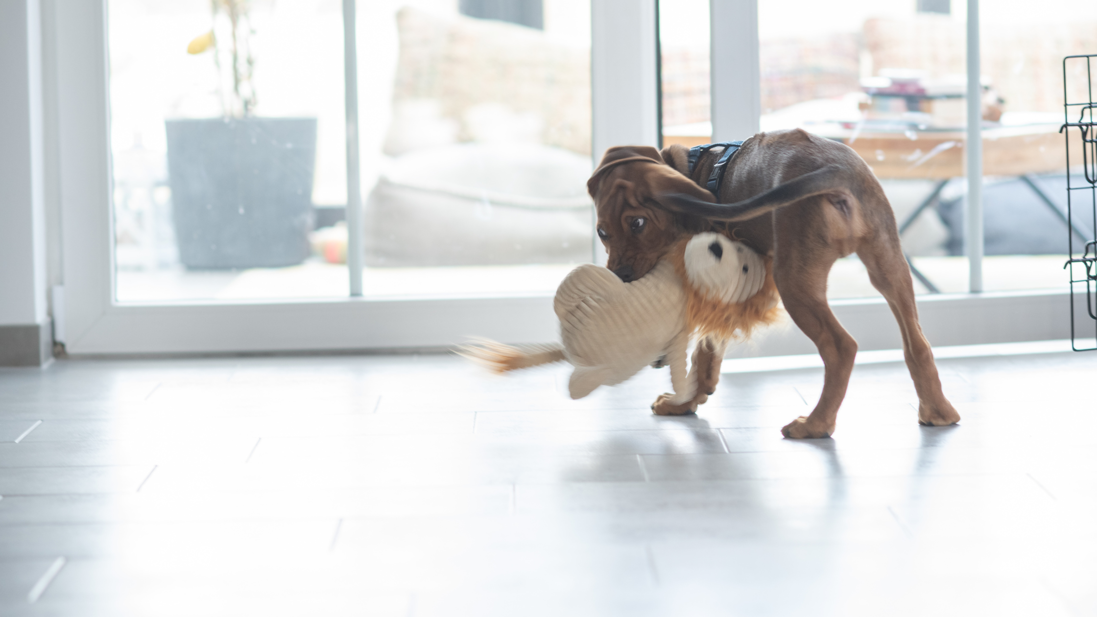 A Ridgeback chewing a stuffed animal in a living room