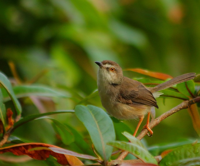 prinia, warbler, bird