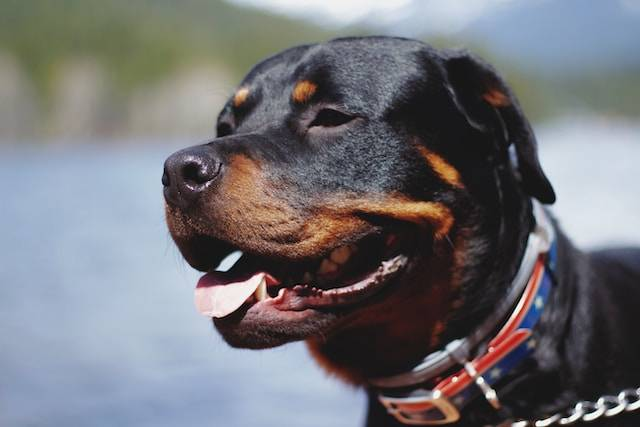 Brown And Black Rottweiler Face