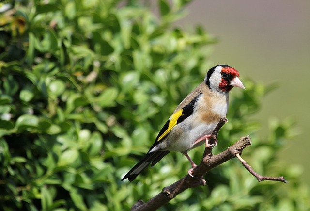bird, goldfinch, nature